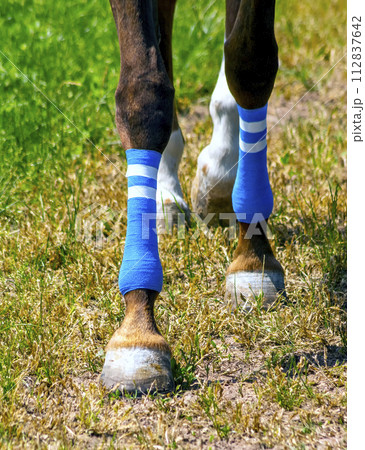 Horse Feet close up. Horse Feet close up. 112837642