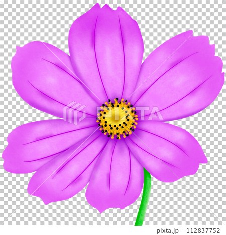set of pink cosmos flowers set of pink cosmos flowers 112837752
