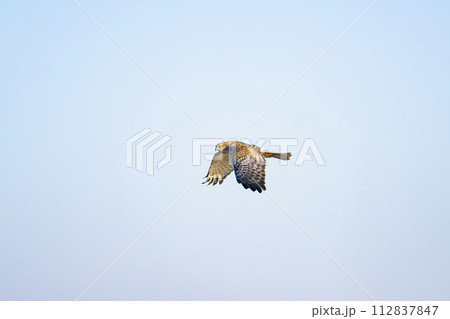 チュウヒ雄の飛翔 112837847