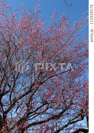 栃木県立宇都宮清陵高等高校 栃木県立宇都宮清陵高等高校 112838578