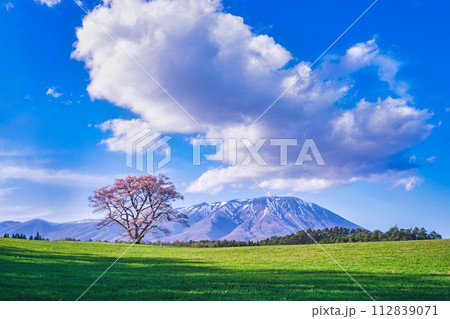 小岩井農場の一本桜　岩手県雫石町　岩手山 112839071