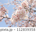 青空に映える満開の桜 112839358