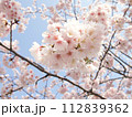 青空に映える満開の桜 112839362