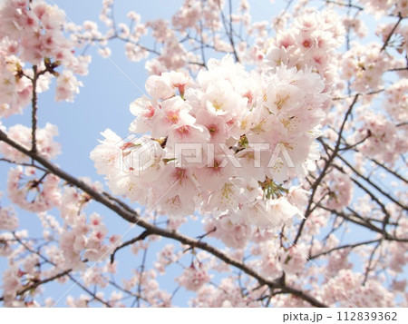 青空に映える満開の桜 青空に映える満開の桜 112839362