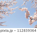 桜の花と青い空 112839364