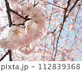 桜咲く 112839368