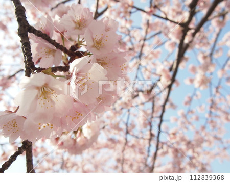 桜咲く 112839368