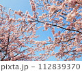 満開になった暖流桜 112839370