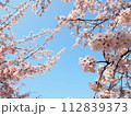 見上げる桜 112839373