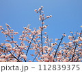 青空に映える満開の桜 112839375