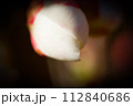木瓜の花 112840686