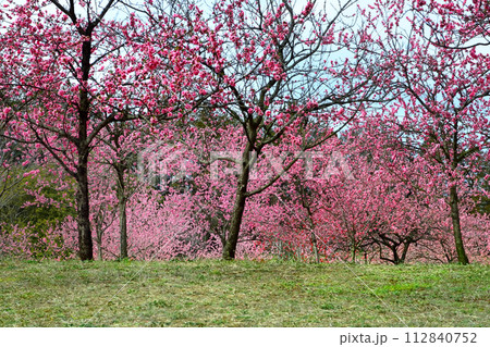 ロマンチック茨城（古河広方公園では3月4月にかけて25ヘクタールの園内に5種類の花桃が咲き乱れる。） 112840752