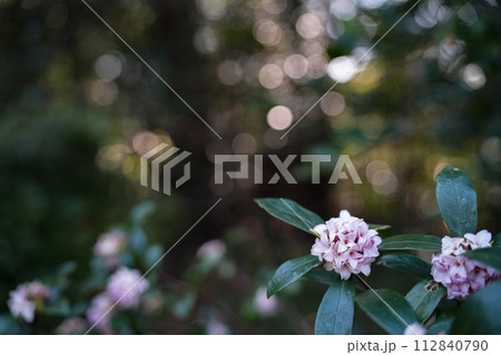 沈丁花 沈丁花 112840790