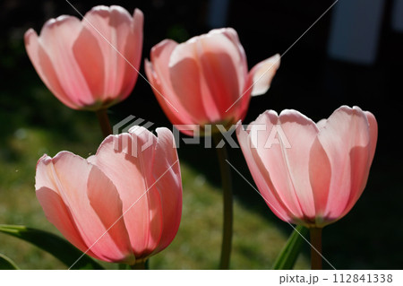 Pink tulips in sunlight in the spring garden. 112841338