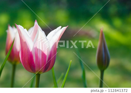 Pink tulips in sunlight in the spring garden. Pink tulips in sunlight in the spring garden. 112841372