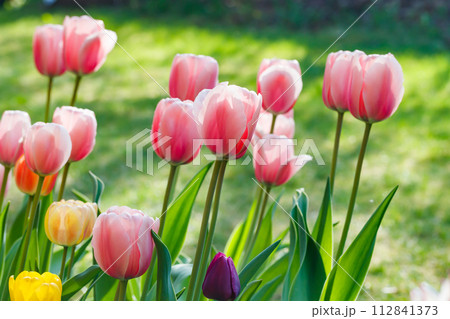 Pink and yellow tulips in sunlight in the spring garden. 112841373