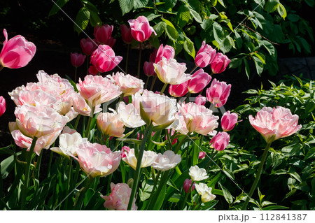 Pink tulips in sunlight in the spring garden. 112841387