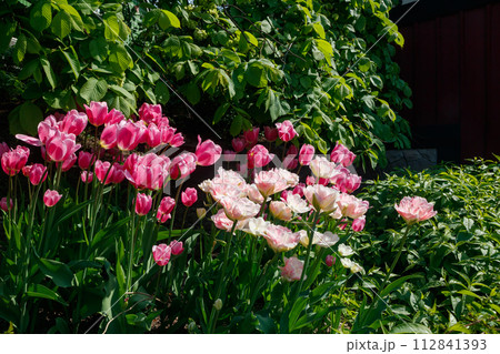 Pink tulips in sunlight in the spring garden. Pink tulips in sunlight in the spring garden. 112841393
