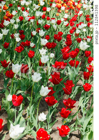 Colorful tulips in sunlight in the spring garden. 112841398
