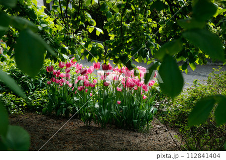 Pink tulips in sunlight in the spring garden. 112841404