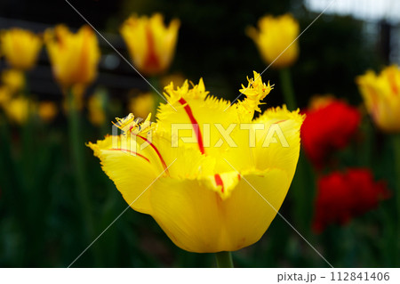 Yellow tulip with red stripes in the spring garden. 112841406
