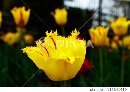 Yellow tulip with red stripes in the spring garden. 112841410