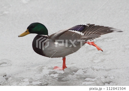 Stockente Mallard (Anas platyrhynchos) Stockente Mallard (Anas platyrhynchos) 112841504