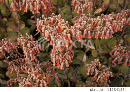 Blooming Live Evergreen Succulent Marnier Kalanchoe Flower, Bush Outdoor. Garden Plant. Flora and Botany. Horizontal Plane. Kalanchoe Marieriana Bloom. Gardening. 112841854