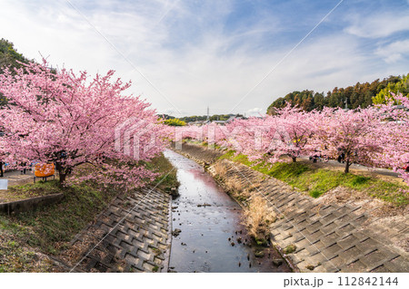 浜松市の東大山の河津桜の川沿いに咲く河津桜(静岡県) 112842144