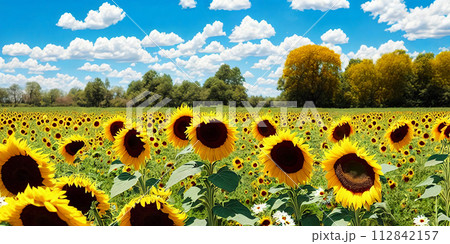 Captivating summer backdrop with a mix of sunflowers and daisies. Panorama 112842157