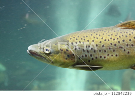 Atlantischer Lachs Atlantic salmon (Salmo salar) Atlantischer Lachs Atlantic salmon (Salmo salar) 112842239