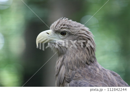 Seeadler White-tailed Eagle (haliaeetus albicilla) Seeadler White-tailed Eagle (haliaeetus albicilla) 112842244