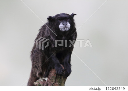 black-mantled tamarin   (Leontocebus nigricollis) 112842249