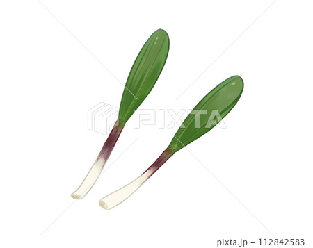 ギョウジャニンニク 山菜 ギョウジャニンニク 山菜 112842583
