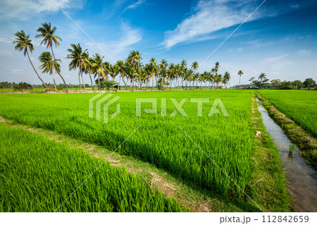 Rice close up, India 112842659