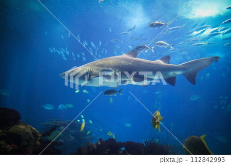 Sand tiger shark Carcharias taurus an horse eye jacks Sand tiger shark Carcharias taurus an horse eye jacks 112842993