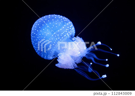 Tropical Jellyfish Phyllorhiza punctata white-spotted jellyfish underwater Tropical Jellyfish Phyllorhiza punctata white-spotted jellyfish underwater 112843009