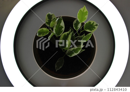 Young Home Plant In Flower Pot Inside Circle Of The Light Concept Photo For Backgrounds 112843410