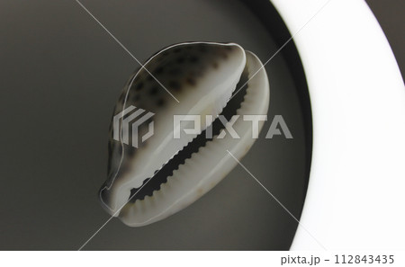 Cypraea Tigris Shell With Backlight From Bottom Closeup View Cypraea Tigris Shell With Backlight From Bottom Closeup View 112843435