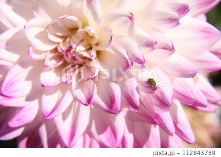 サンパウロ市近郊で栽培されているダリア サンパウロ市近郊で栽培されているダリア 112843789