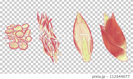 いろいろな切り方をしたみょうがのイラスト いろいろな切り方をしたみょうがのイラスト 112844077