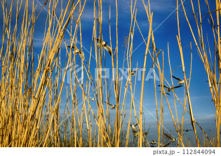 Black-headed gulls fly behind wall of yellow reed Black-headed gulls fly behind wall of yellow reed 112844094