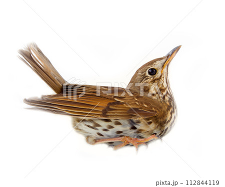 Mavis (song thrush, Turdus philomelos) on withe 112844119