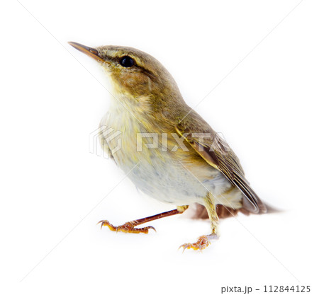willow warbler (willow wren, Phylloscopus trochilus), on white background 112844125
