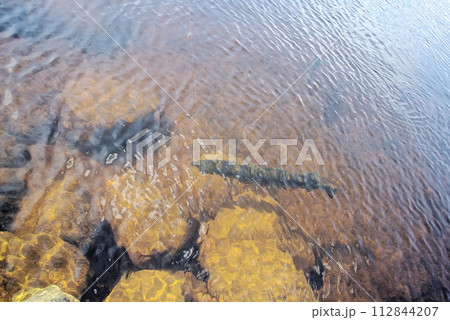 pike fishing big Northern fish pike fishing big Northern fish 112844207