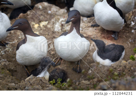 Thick-billed murres with grown Chicks 112844231