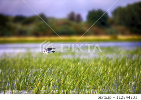 Black tern (Chlidonias nigra, young) Black tern (Chlidonias nigra, young) 112844233