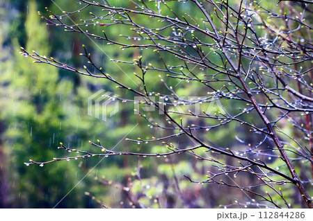 Signs of spring. Young bright green leaves on branches Signs of spring. Young bright green leaves on branches 112844286