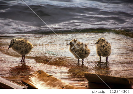 Fluffy Chicks of gulls Fluffy Chicks of gulls 112844302