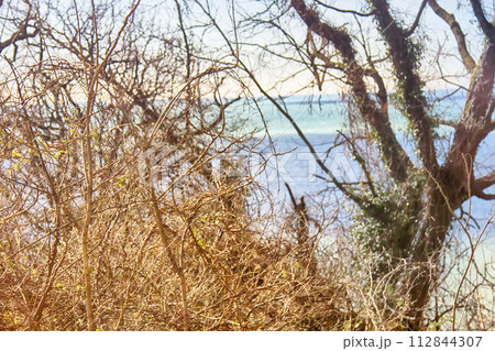 bright spring sea through trees 112844307
